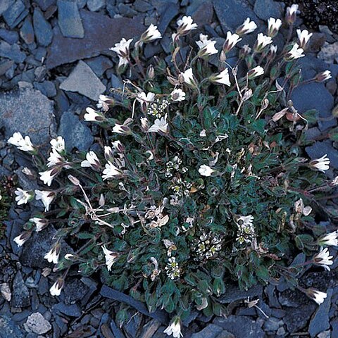 Cerastium arcticum unspecified picture