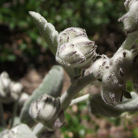 Malacothamnus jonesii unspecified picture