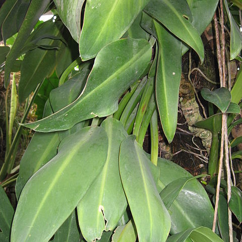 Philodendron martianum unspecified picture