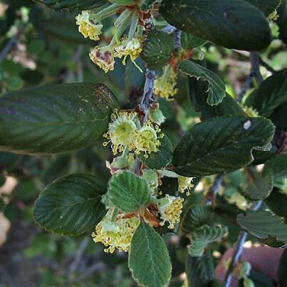 Cercocarpus betuloides unspecified picture