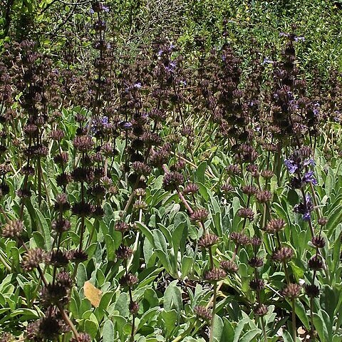 Salvia sonomensis unspecified picture