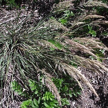 Calamagrostis foliosa unspecified picture