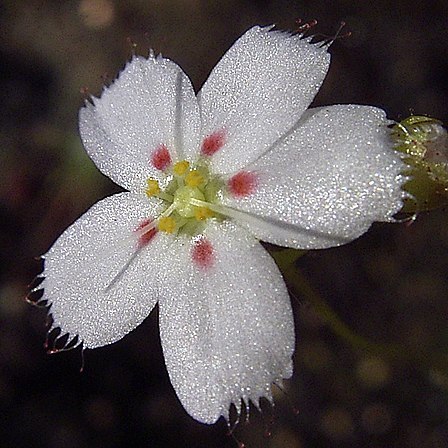 Drosera eneabba unspecified picture