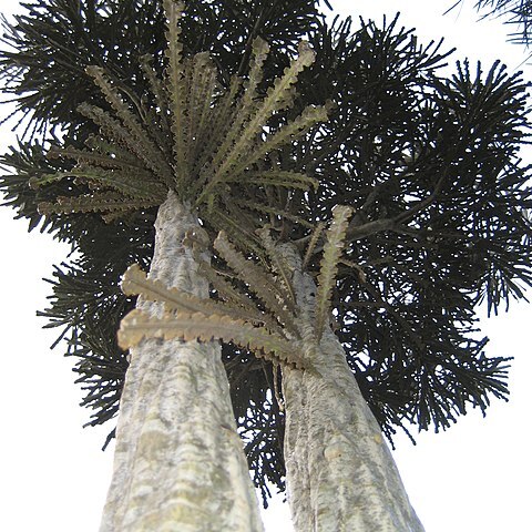 Pseudopanax ferox unspecified picture