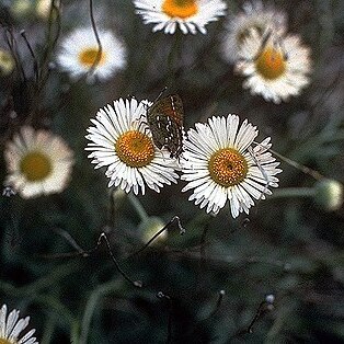 Erigeron modestus unspecified picture