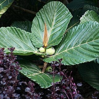 Ficus dammaropsis unspecified picture