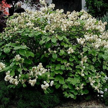 Fothergilla unspecified picture