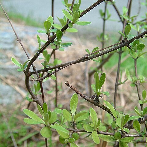 Olearia odorata unspecified picture