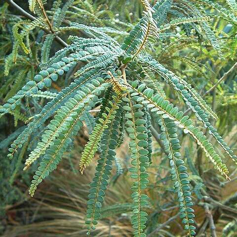 Sophora godleyi unspecified picture