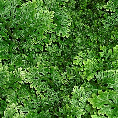 Selaginella unspecified picture