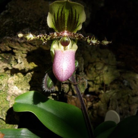 Paphiopedilum glaucophyllum unspecified picture