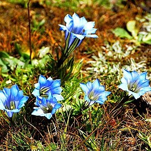 Gentiana sino-ornata unspecified picture