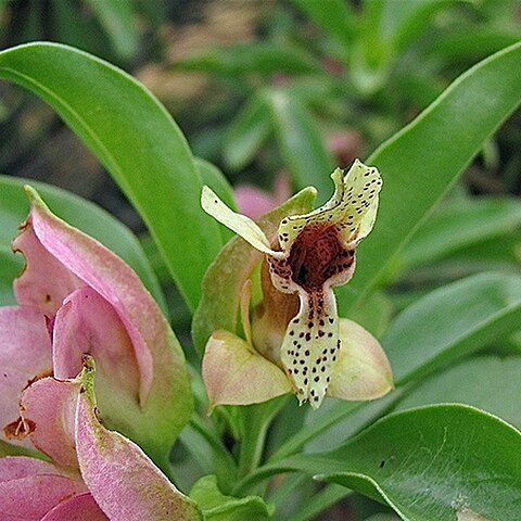 Eremophila fraseri unspecified picture