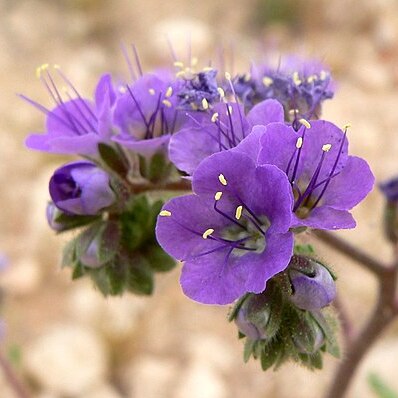 Phacelia crenulata unspecified picture