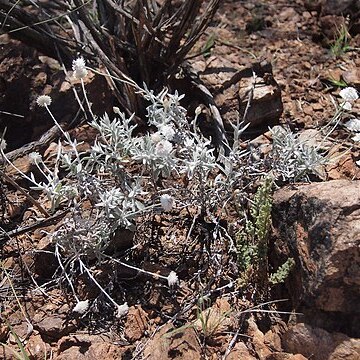 Anemocarpa saxatilis unspecified picture