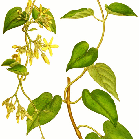 Telosma cordata unspecified picture