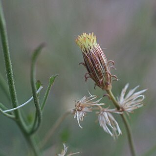 Pleurocoronis pluriseta unspecified picture