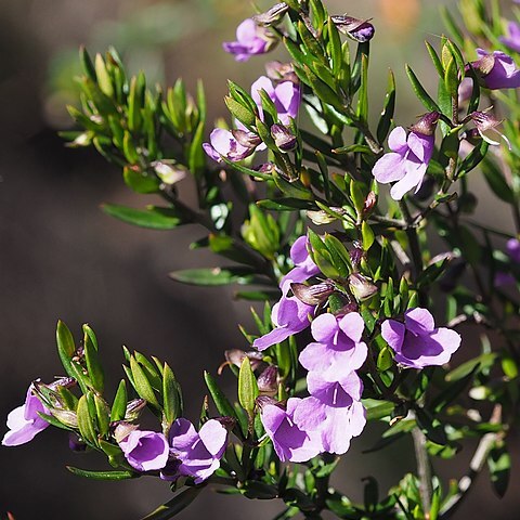 Prostanthera scutellarioides unspecified picture