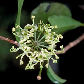 Stenocarpus reticulatus unspecified picture