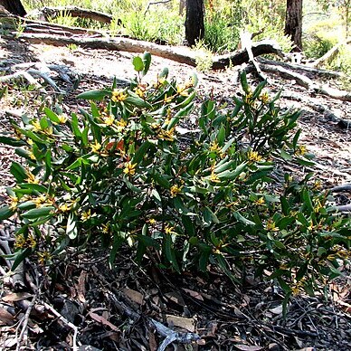 Persoonia confertiflora unspecified picture