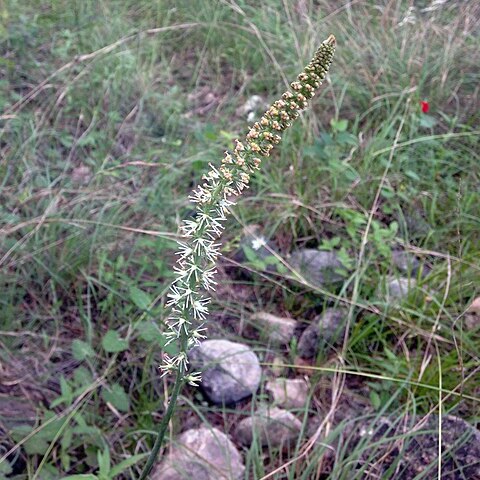 Schoenocaulon texanum unspecified picture