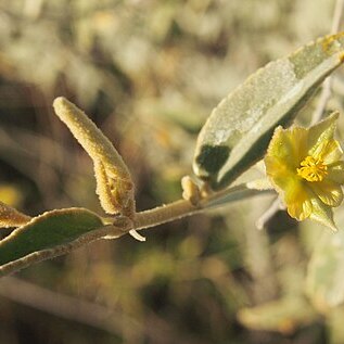 Sida arenicola unspecified picture