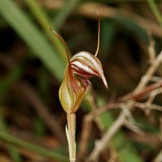 Pterostylis collina unspecified picture