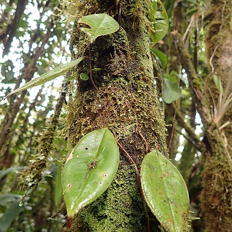 Phainantha unspecified picture