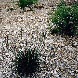 Plantago rhodosperma unspecified picture