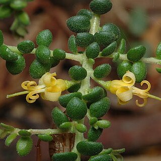 Persoonia microphylla unspecified picture