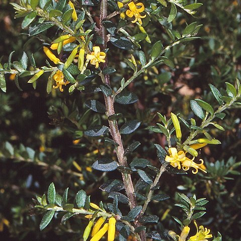 Persoonia asperula unspecified picture