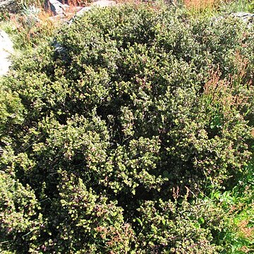 Podocarpus lawrencei unspecified picture