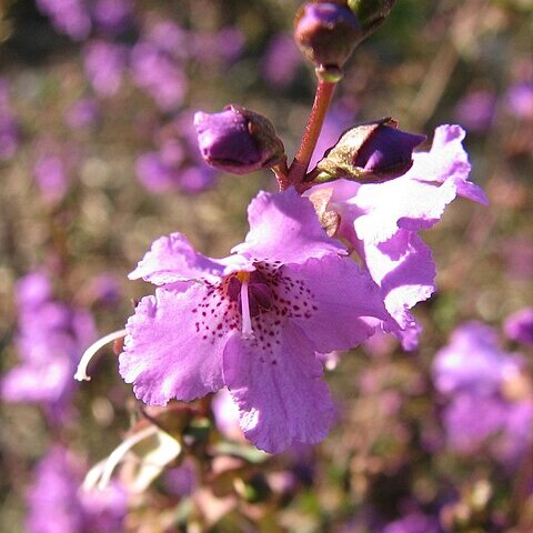 Prostanthera galbraithiae unspecified picture