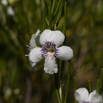 Prostanthera campbellii unspecified picture