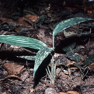 Dracaena praetermissa unspecified picture