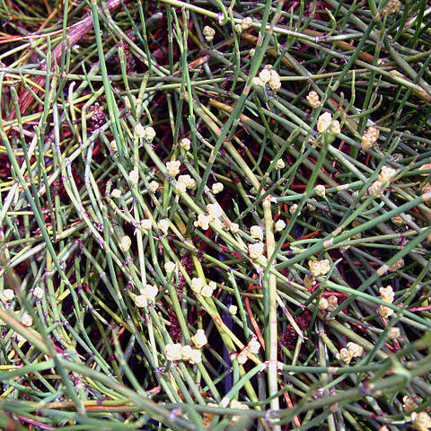 Ephedra sinica unspecified picture