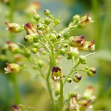 Scrophularia unspecified picture