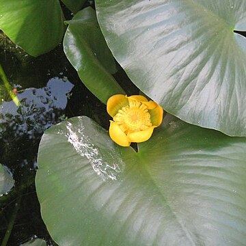 Nuphar advena unspecified picture