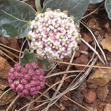 Asclepias solanoana unspecified picture