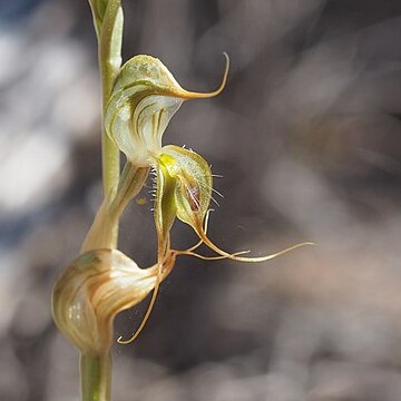 Pterostylis roensis unspecified picture