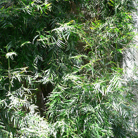 Afrocarpus unspecified picture