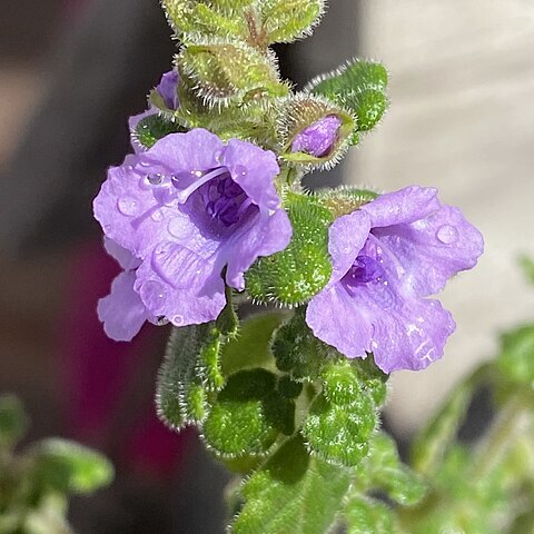 Prostanthera incana unspecified picture