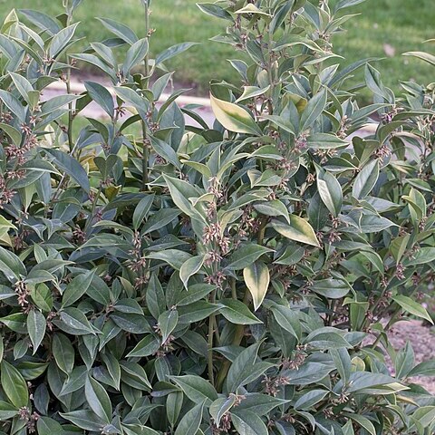 Sarcococca orientalis unspecified picture