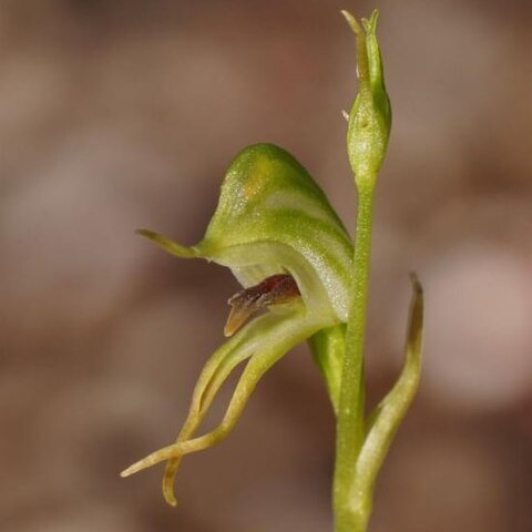 Pterostylis daintreana unspecified picture