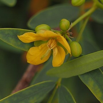 Senna costata unspecified picture