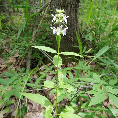 Stachys hispida unspecified picture