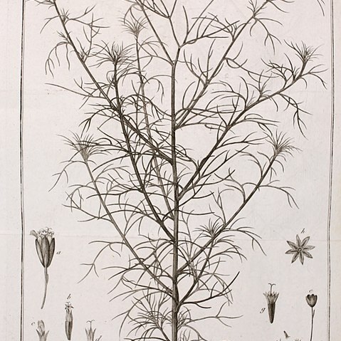 Schkuhria pinnata unspecified picture