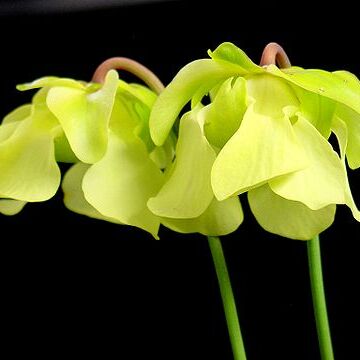 Sarracenia alata unspecified picture