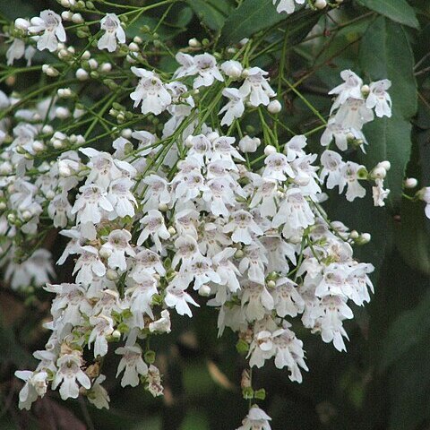 Prostanthera lasianthos unspecified picture