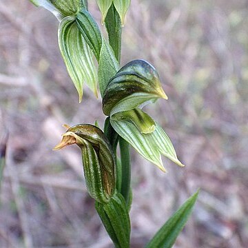 Pterostylis chlorogramma unspecified picture